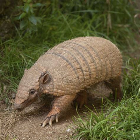 10 Amazing Facts About Armadillos - Factopolis