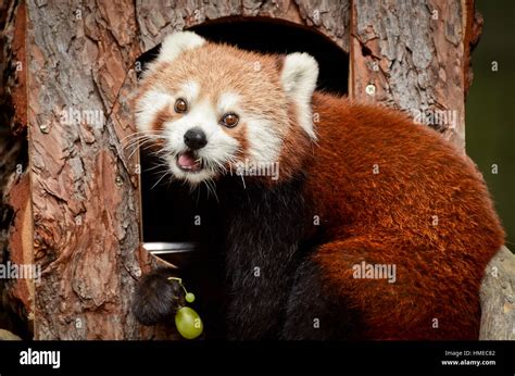 Red panda eating green grapes Stock Photo - Alamy