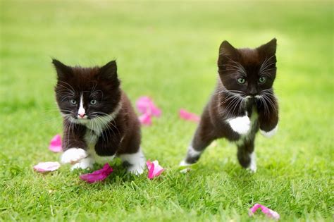 Tuxedo Cats Wallpapers - Wallpaper Cave