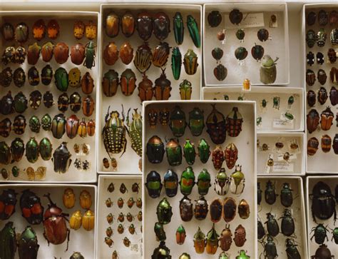 Why are there so many species of beetles?