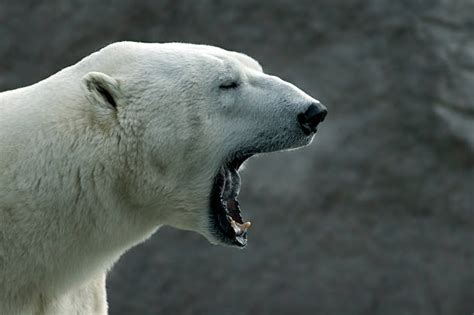 Polar Bear Animal Teeth Mouth Open Animal Stock Photos, Pictures & Royalty-Free Images - iStock