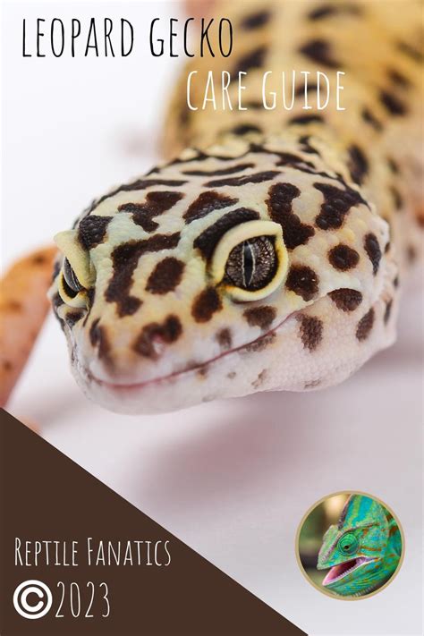 Leopard Gecko Care Guide eBook by Reptile Fanatics - EPUB Book ...