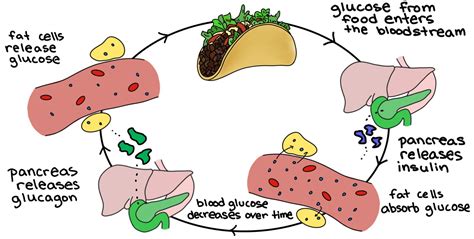 Homeostasis Examples