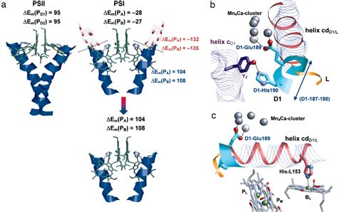 How photosynthetic reaction centers control oxidation power in chlorophyll pairs P680, P700, and ...