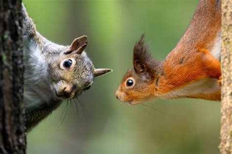 Can CRISPR Save Tufty Fluffytail? | JSTOR Daily | Red squirrel, Eastern gray squirrel, Invasive ...