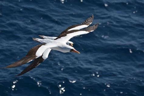 12 Incredible Types of Sea Birds to Watch for at the Beach - A-Z Animals