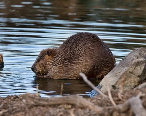 American Beaver - Facts, Diet, Habitat & Pictures on Animalia.bio