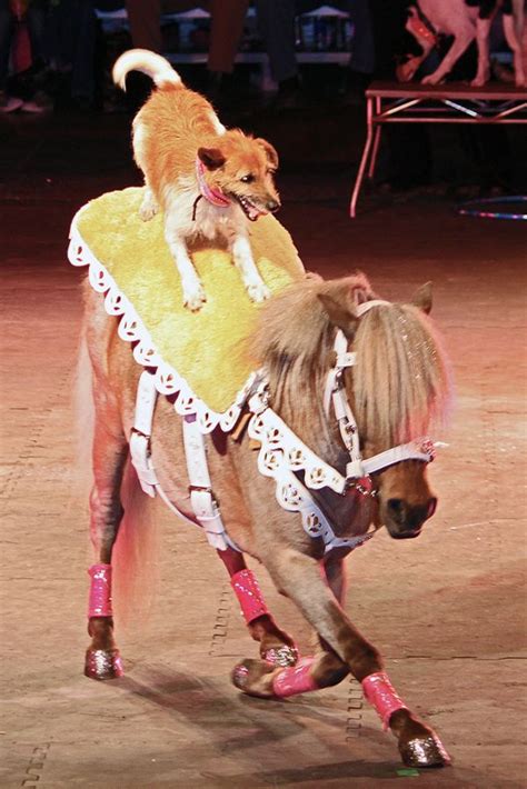 Now That's What I Call A Dog and Pony Show - Neatorama