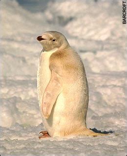 Rare albino penguin sighting in Antarctica