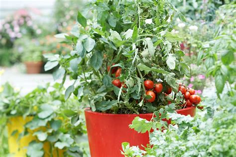 10 Essential Tips for Growing Tomato Plants in Pots