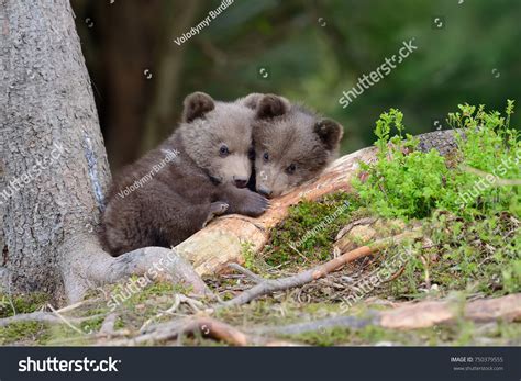 16,251 Baby Grizzly Bear Images, Stock Photos & Vectors | Shutterstock