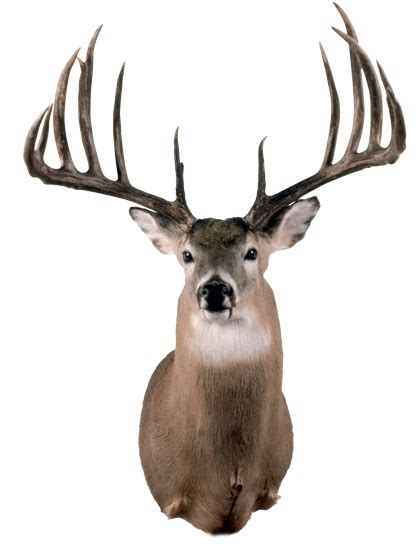 20 Biggest Typical Whitetail Bucks of All Time - Petersen's Hunting