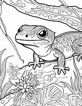 25 Lizard Coloring Pages Fun Printables sketch template