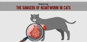 Exploring the Dangers of Heartworm in Cats| VetSupply