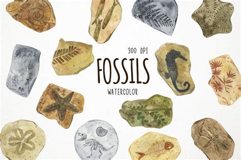 Watercolor Fossils Clipart, Fossils Clip Art, Fossil Clipart (103009 ...