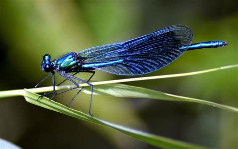 Blue Dragonfly Insect From Nature Desktop Hd Wallpaper For Mobile Phones Tablet And Pc 3840x2400 ...