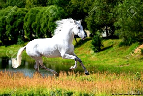 White Andalusian Horse For Sale | Amazing Wallpapers