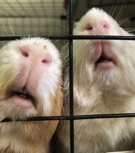 Guinea baboons : r/guineapigs