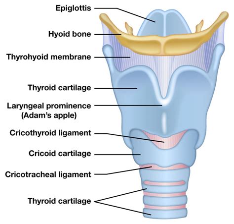 Medical Images | Art & Science Graphics