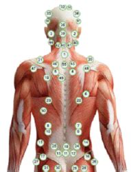 Hijama / Cupping Points by Issue | Hijama Points