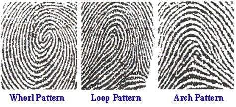 3 main fingerprint patterns - sugalineartdrawingsimple