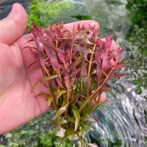 Rotala Colorata | APF Aquascape | Aquarium Plants Factory®