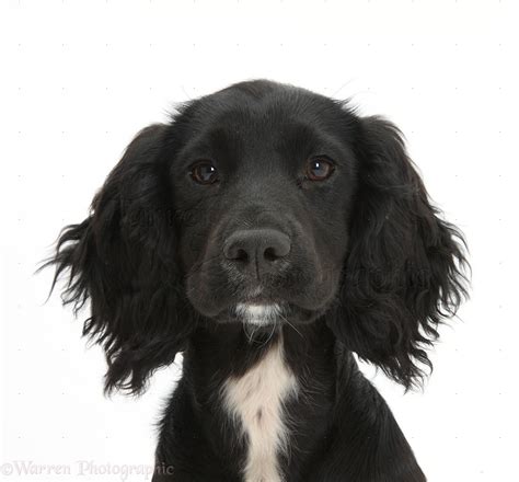 Dog: Black Cocker Spaniel pup photo - WP35312