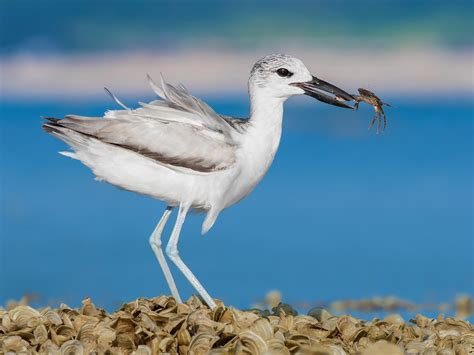 Crab-Plover - Dromas ardeola - Birds of the World