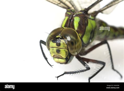 Compound eyes, mosaic dragonfly Stock Photo - Alamy