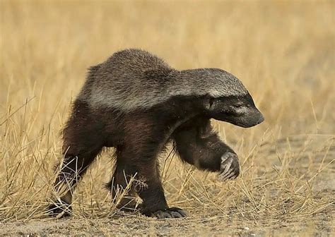 Honey Badger Behavior - AnimalBehaviorCorner