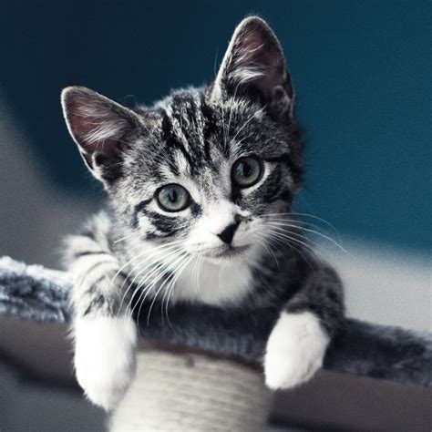 Live Cat Wallpapers - WallpaperSafari