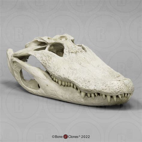 Crocodile Skull Anatomy