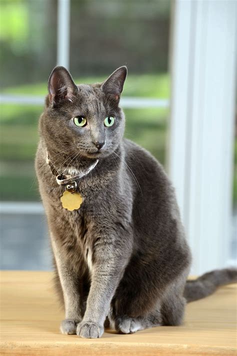 Korat Cat Breed Information, Pictures, Characteristics & Facts | Korat cat, Korat, Cat breeds