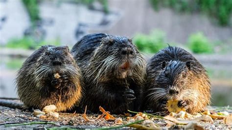 Beaver Families Win 'Right to Remain' in Devon Courts | LIVEKINDLY