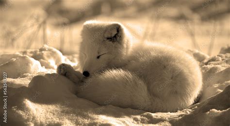 In winter arctic fox (Vulpes lagopus), also known as the white, polar ...