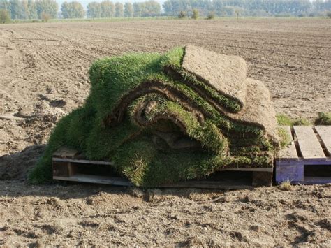 Sod Installation Lomond View Nursery