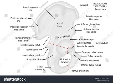 Os Coxae Coxal Bone Lateral View Stock Illustration 2037733415 | Shutterstock