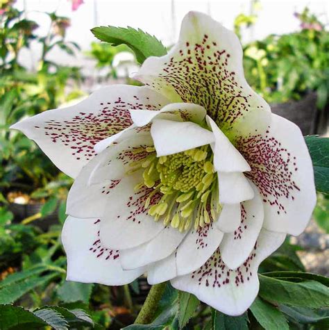 Flower Homes: Hellebores Flowers