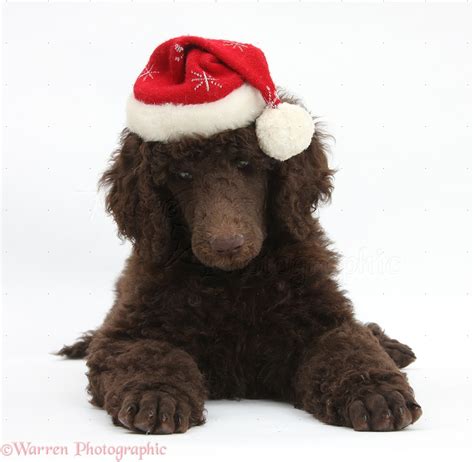 Dog: Chocolate Standard Poodle pup wearing a Santa hat photo WP21660