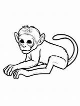 Apes coloring Pages  SeaColoring sketch template