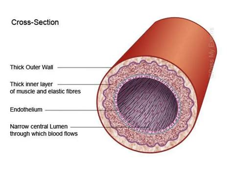 Pictures Of Artery