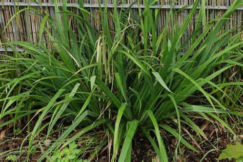 Carex pendula