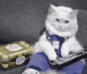 Cat Relaxing GIF - Cat Relaxing Sitting - Discover & Share GIFs