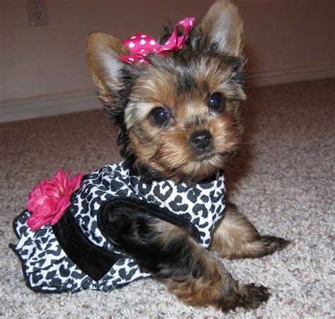 Teacup Yorkie Poo Full Grown