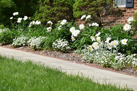 Southern Peony: 2019 White Peonies En Masse in Front of the House