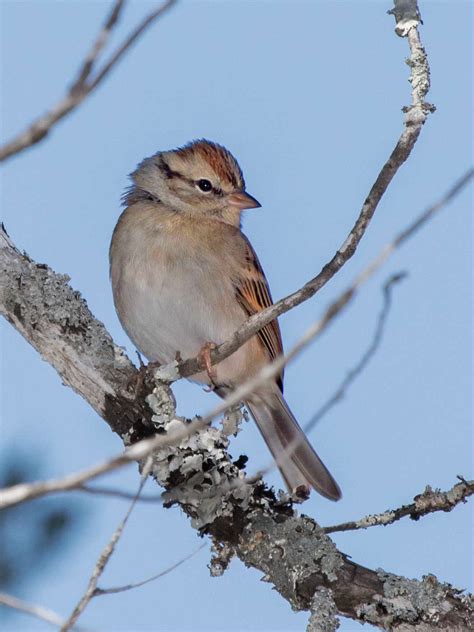 Edward Plumer: Winter Sparrows in Review