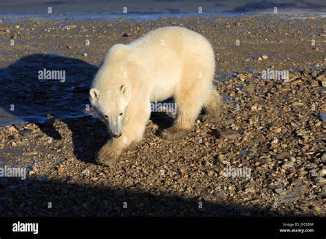 A polar bear at the Hudson Bay Stock Photo - Alamy