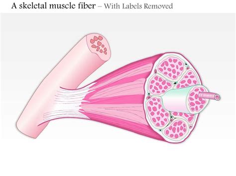 Skeletal Muscle Fiber Diagram