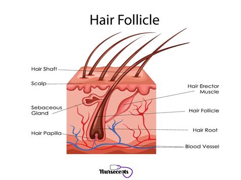 7 Facts About The Integumentary System Every Nursing Student Should Know_Hair Follicle Medical ...