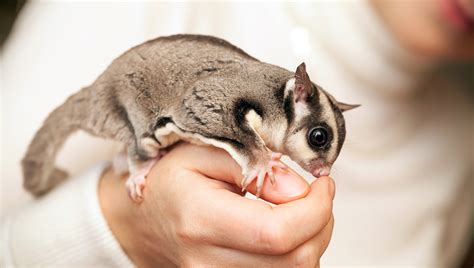 Are Sugar Gliders Good Pets For Kids - Pets Retro